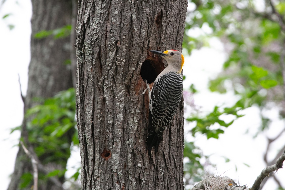 Golden-fronted Woodpecker - ML464893651