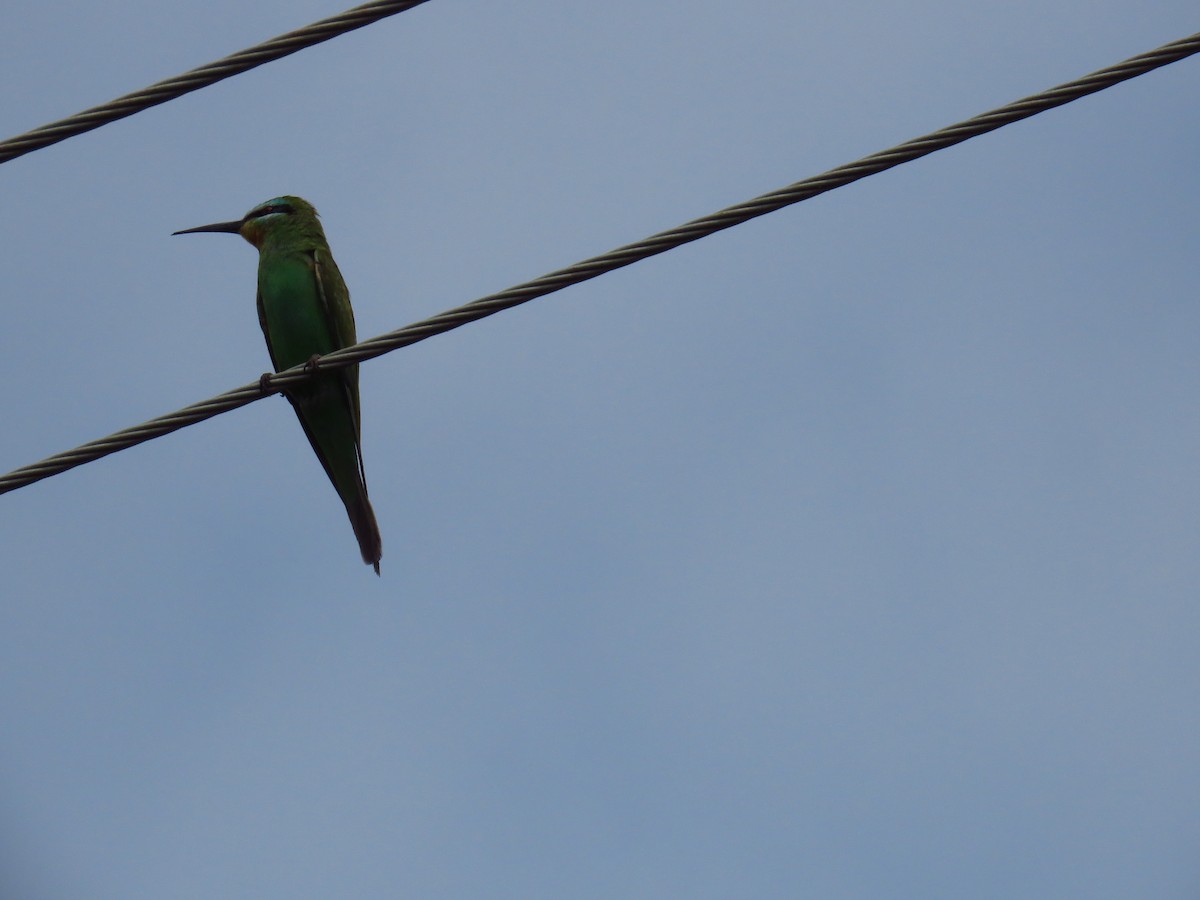 Blue-cheeked Bee-eater - ML46489401