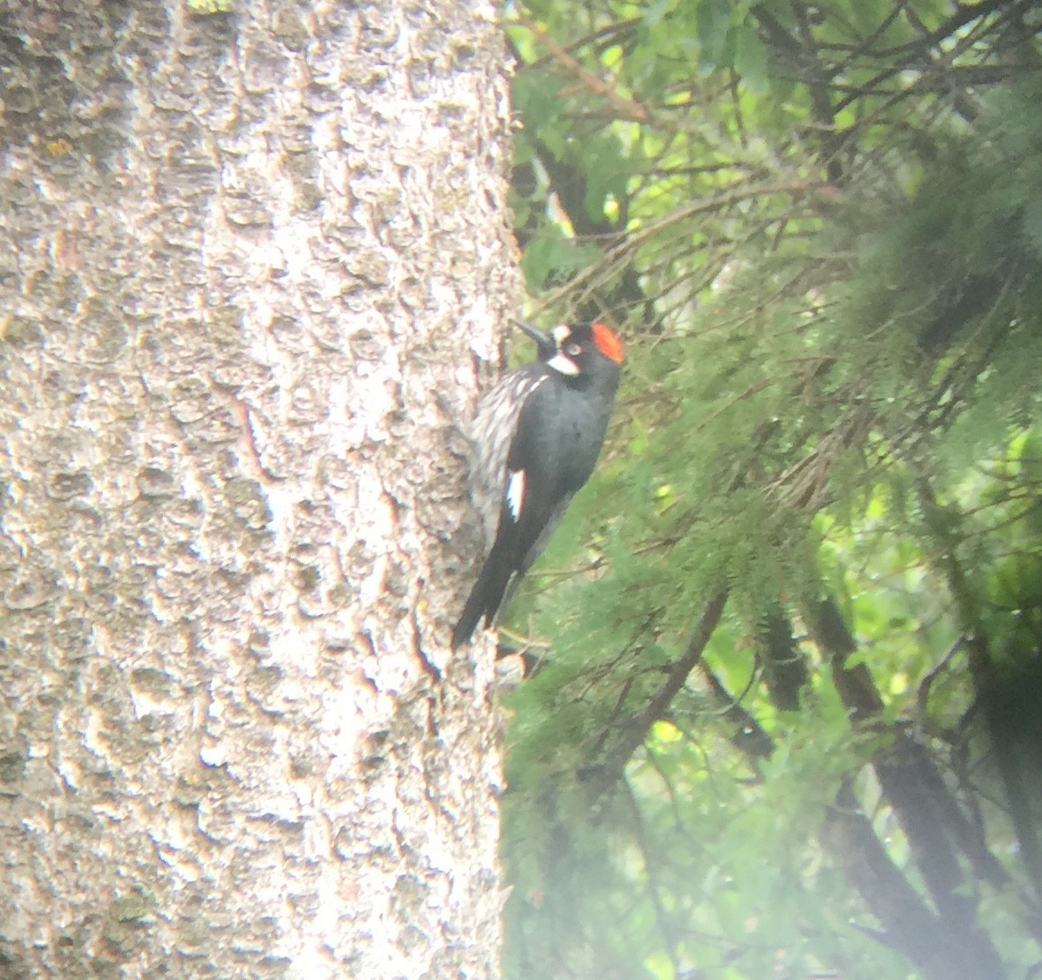 Acorn Woodpecker - ML464894701