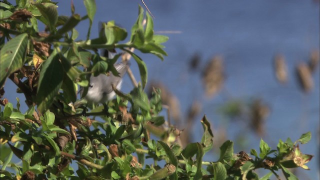 Gobemoucheron gris-bleu (caerulea) - ML464895
