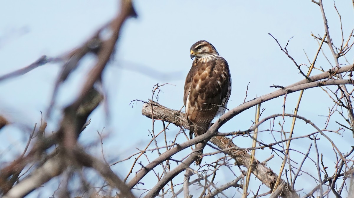 Gray Hawk - ML464896391