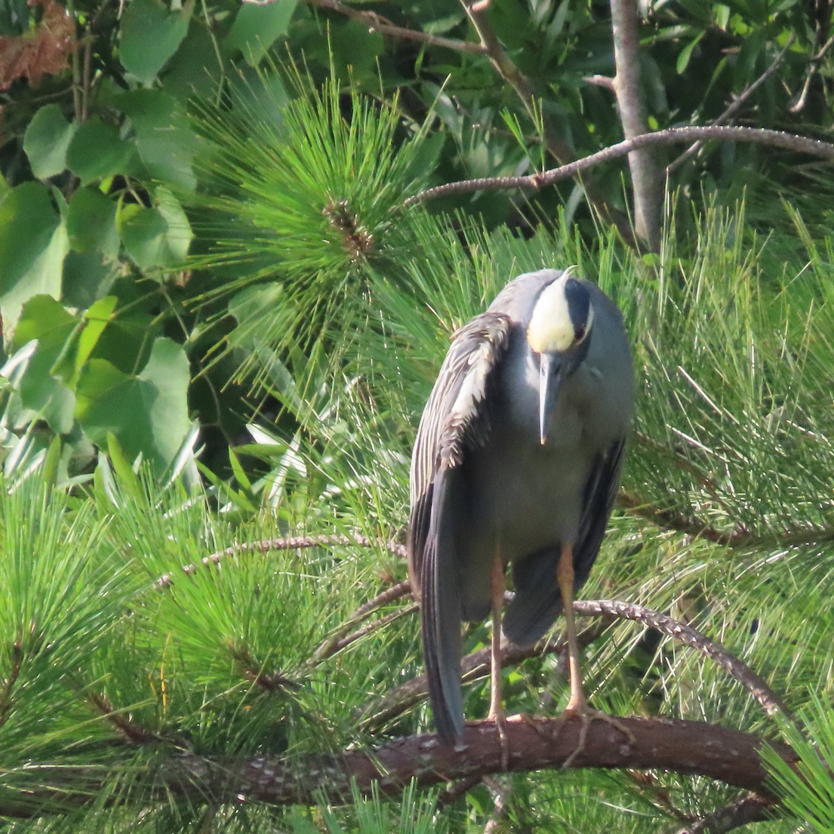 Yellow-crowned Night Heron - ML464896701