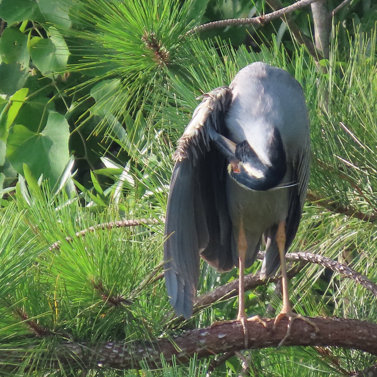 Yellow-crowned Night Heron - ML464896741