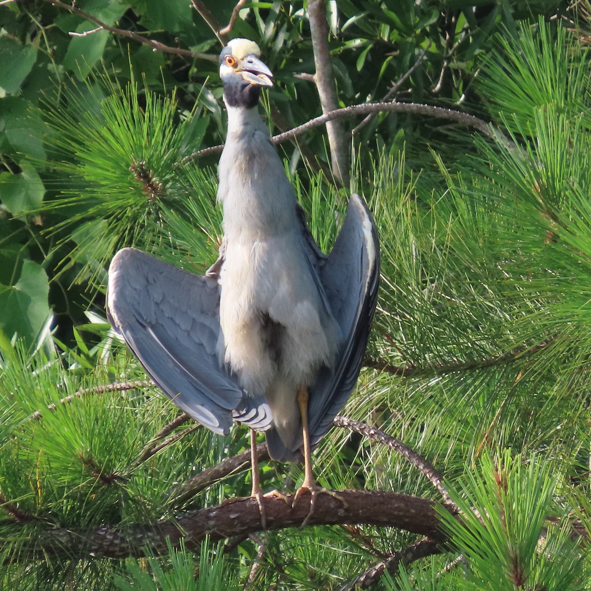 Yellow-crowned Night Heron - ML464896791