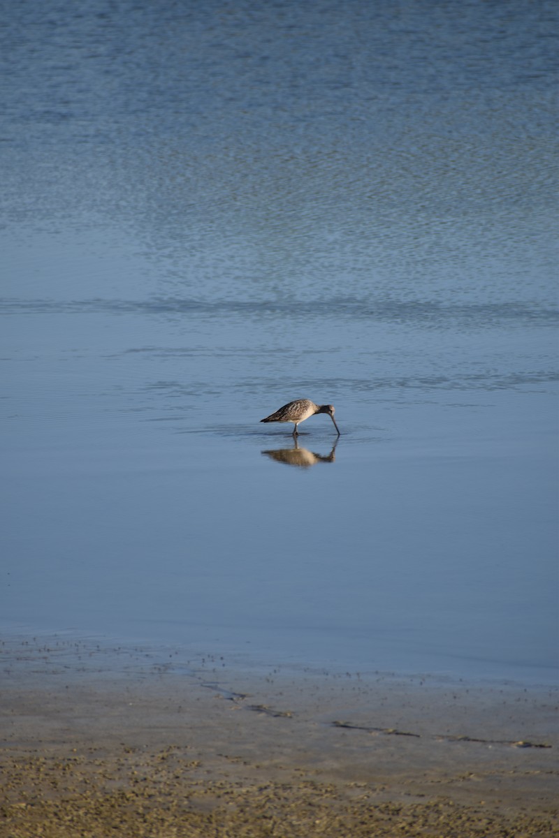 Marbled Godwit - ML464896911