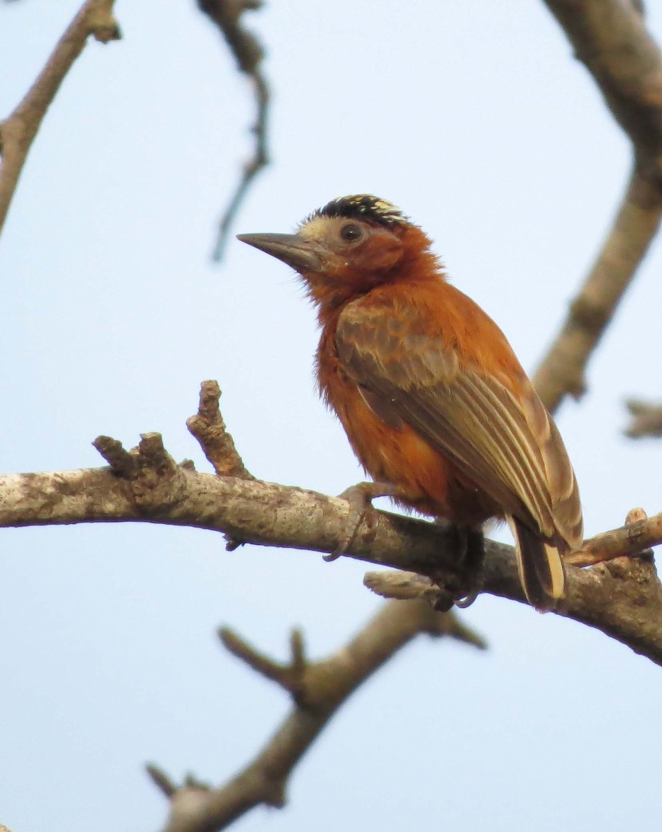 Chestnut Piculet - ML464896971