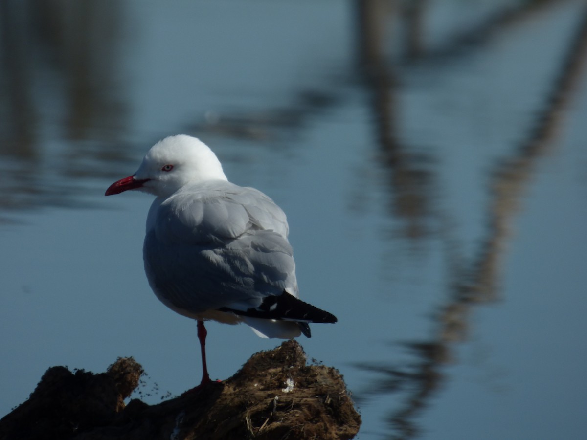 australmåke (novaehollandiae/forsteri) - ML46489751