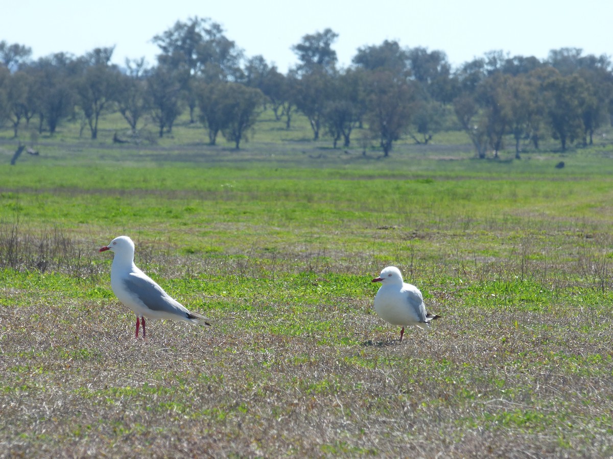 australmåke (novaehollandiae/forsteri) - ML46489771