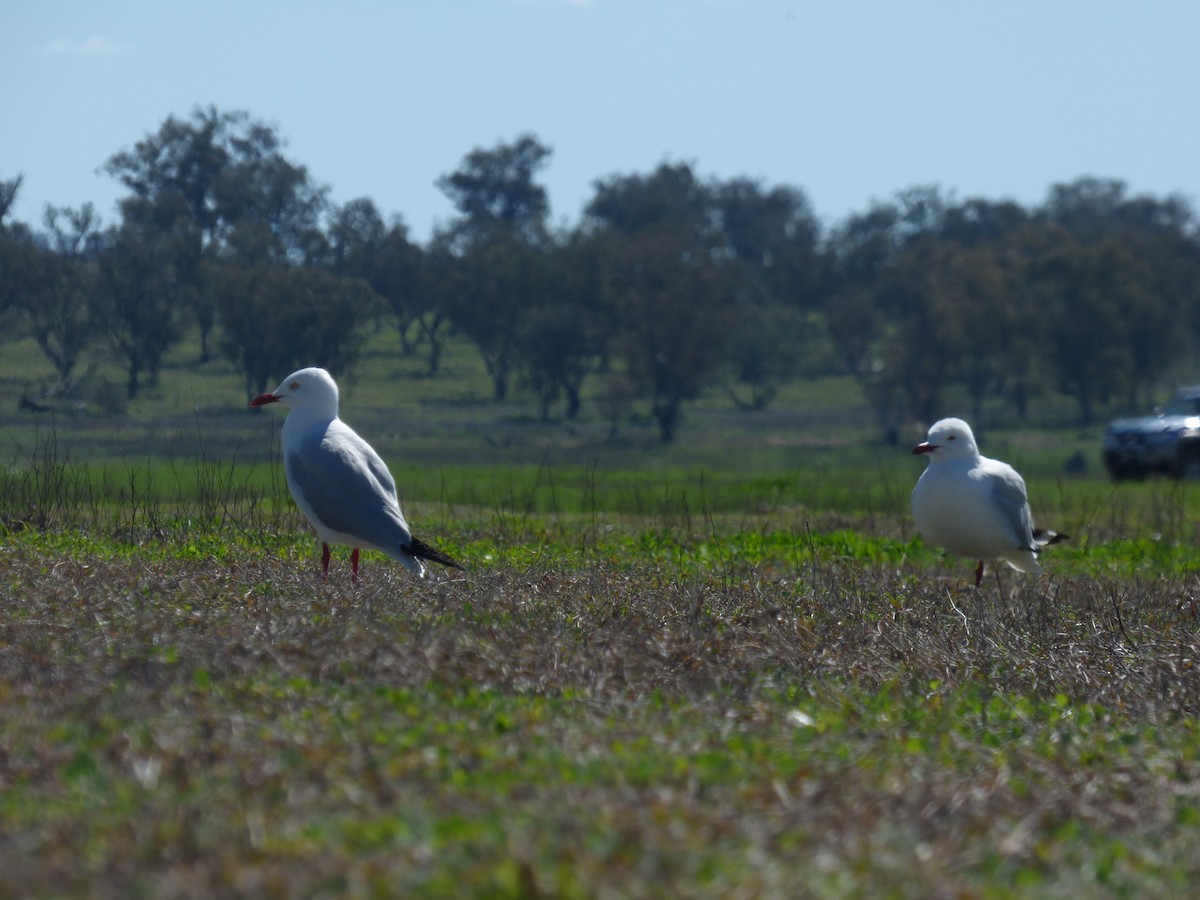 Silver Gull (Silver) - Matt Hinze