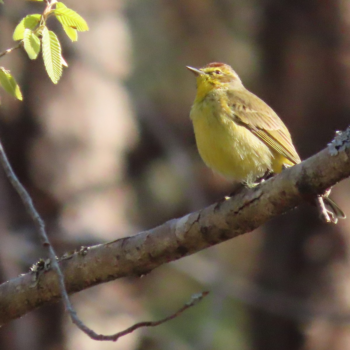 Palm Warbler (Yellow) - ML464899071