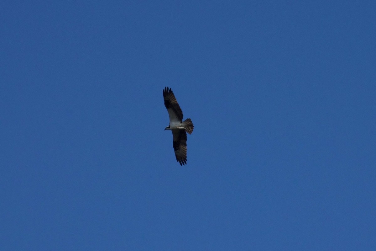 Águila Pescadora - ML464900561