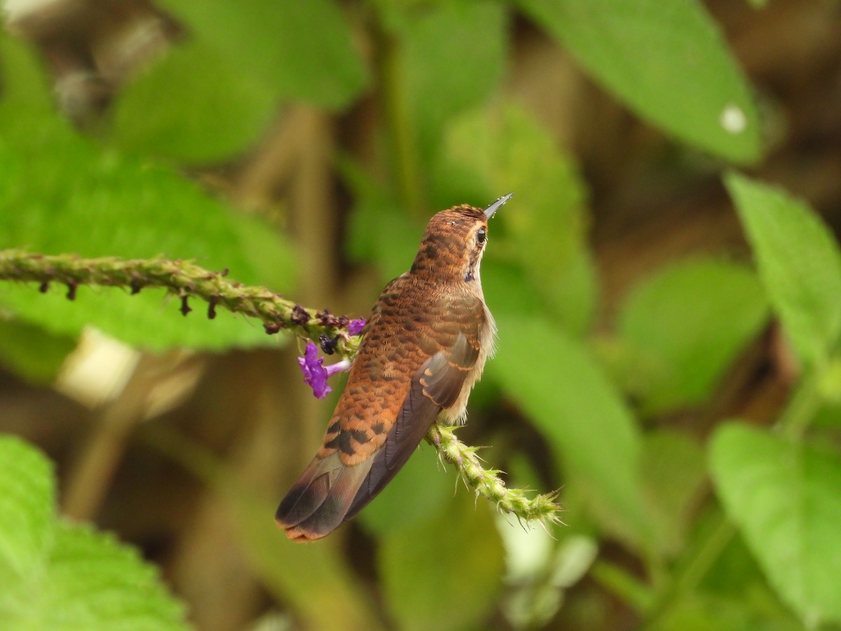kolibřík fialovouchý - ML464901271