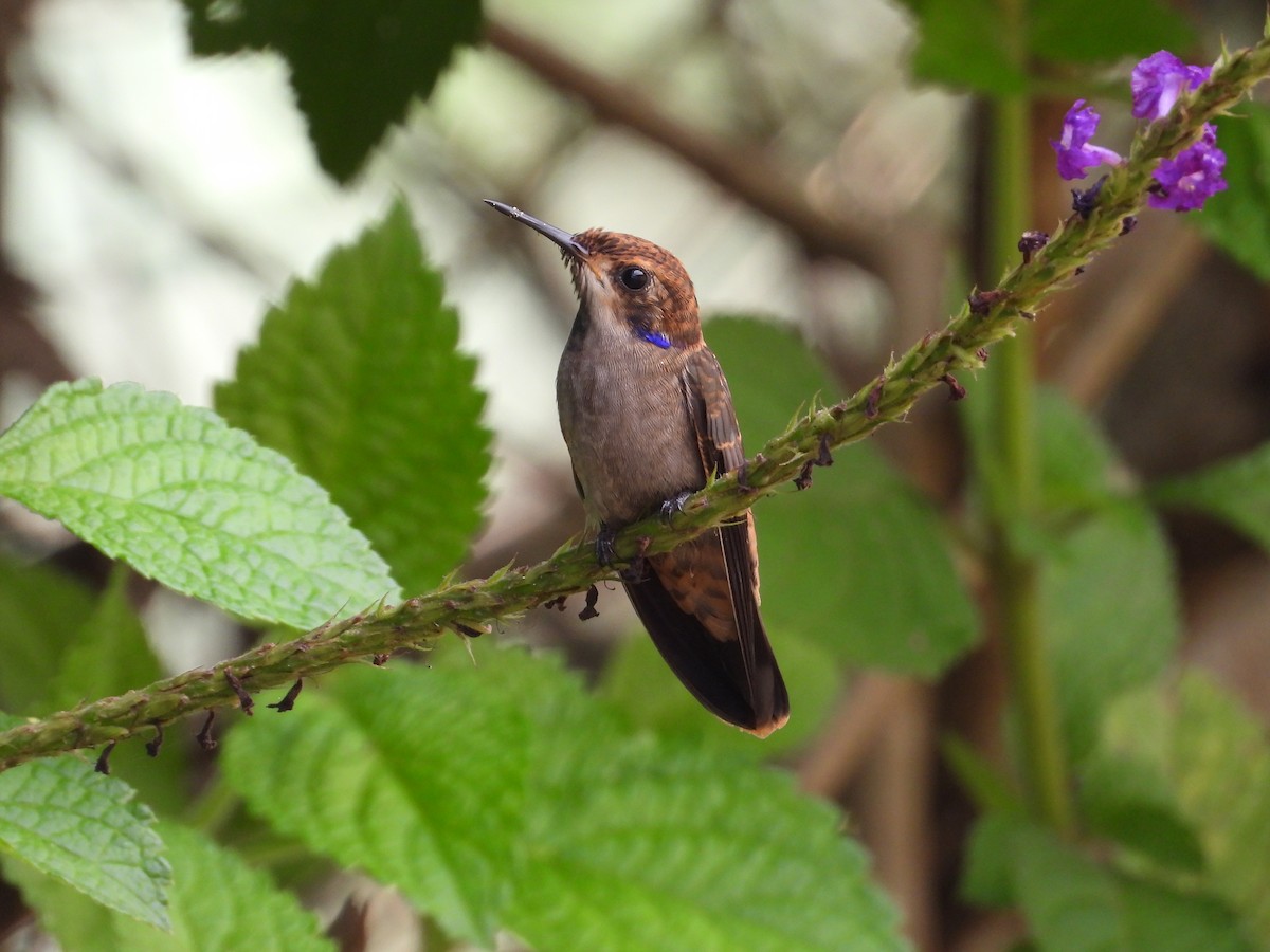 kolibřík fialovouchý - ML464901281