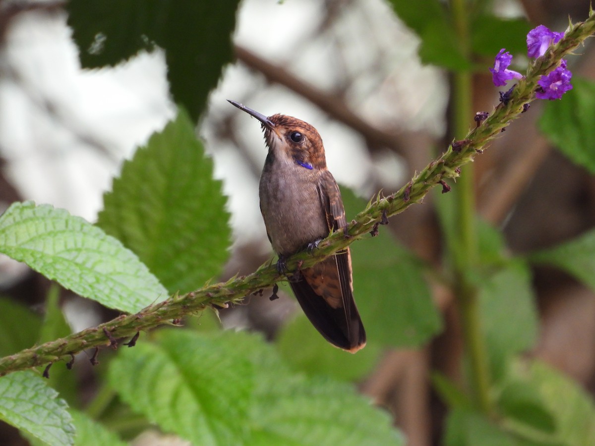 kolibřík fialovouchý - ML464901291