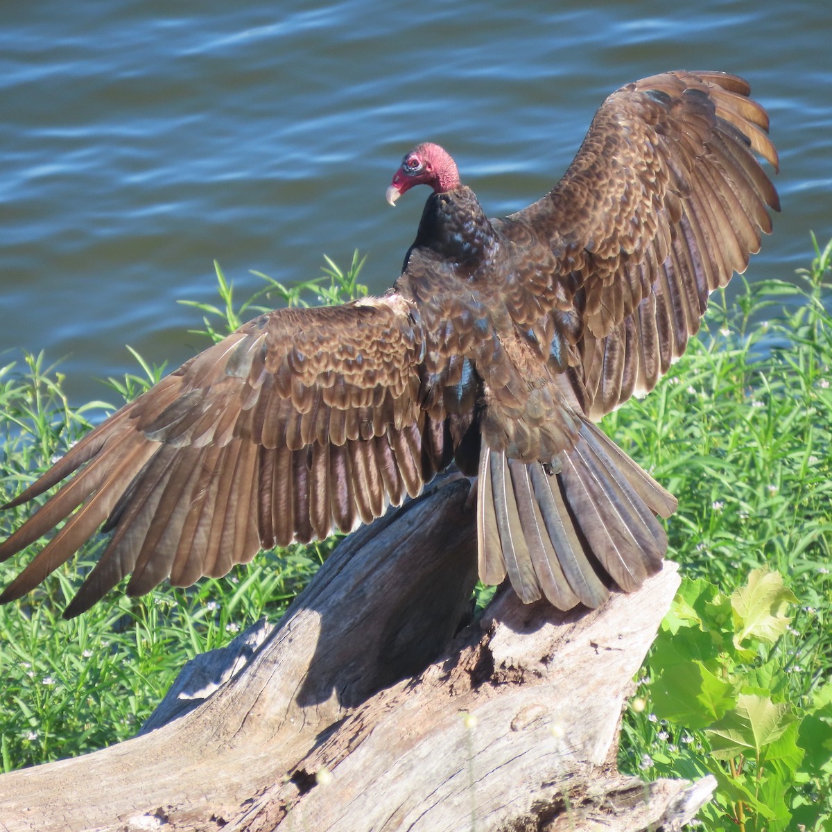 Turkey Vulture - ML464901481
