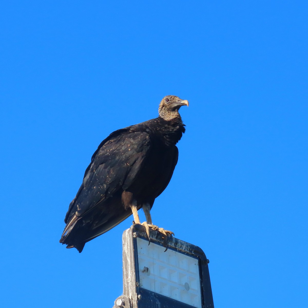 Black Vulture - ML464901501