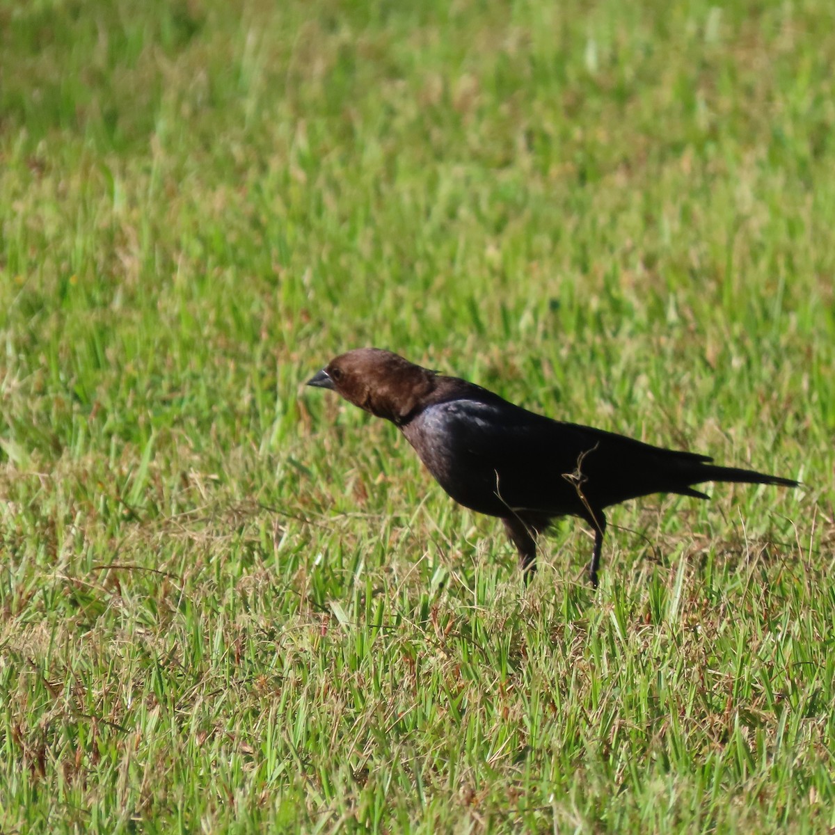 Brown-headed Cowbird - ML464901751