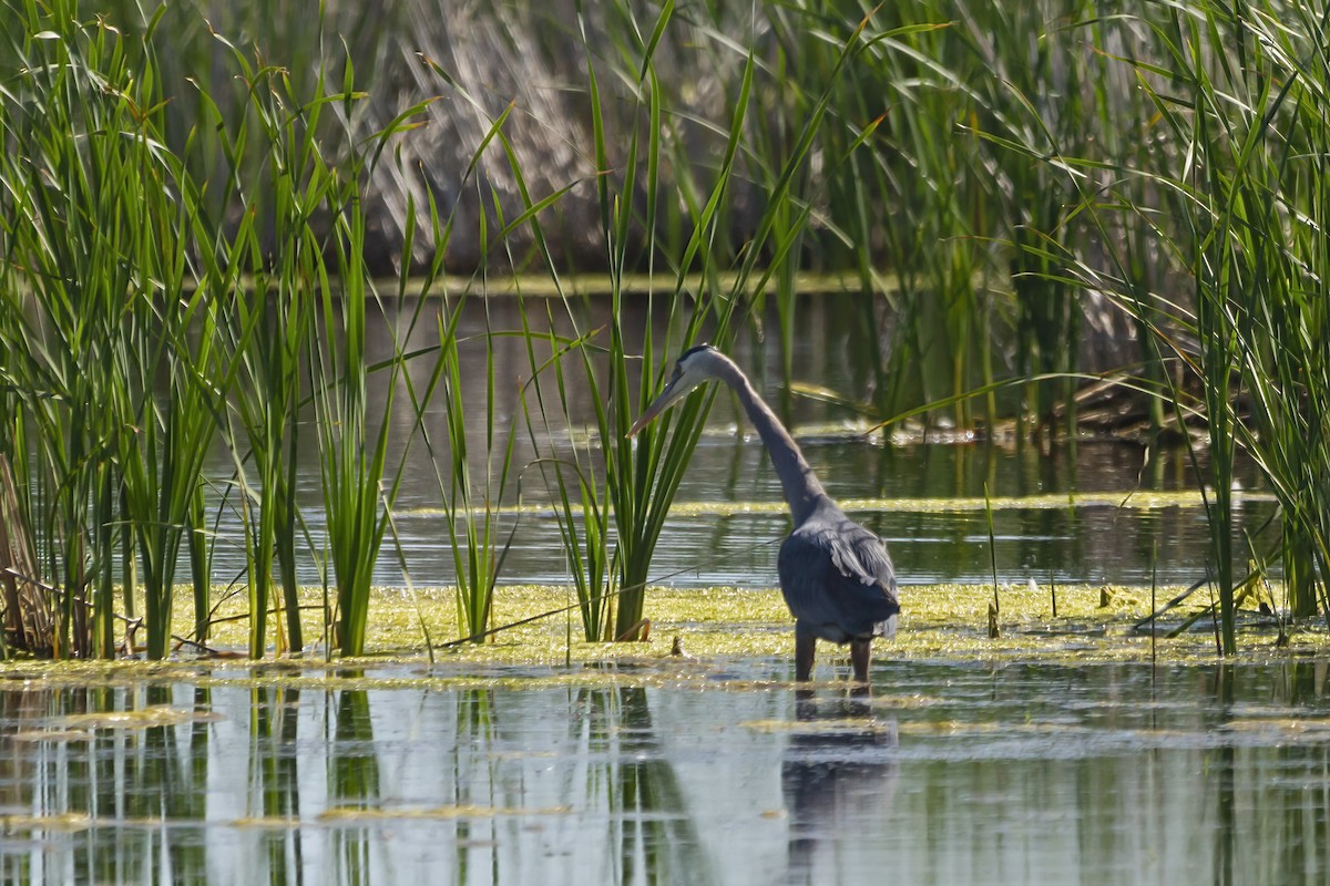 Great Blue Heron - ML464903161