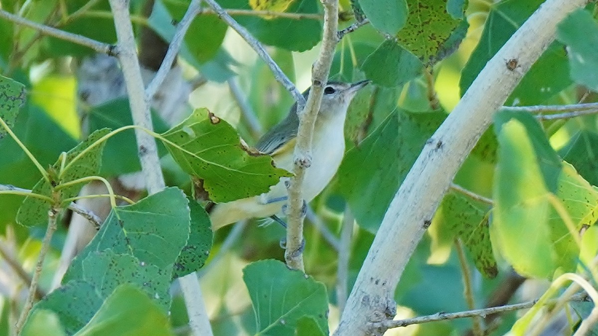 sangvireo - ML464903271