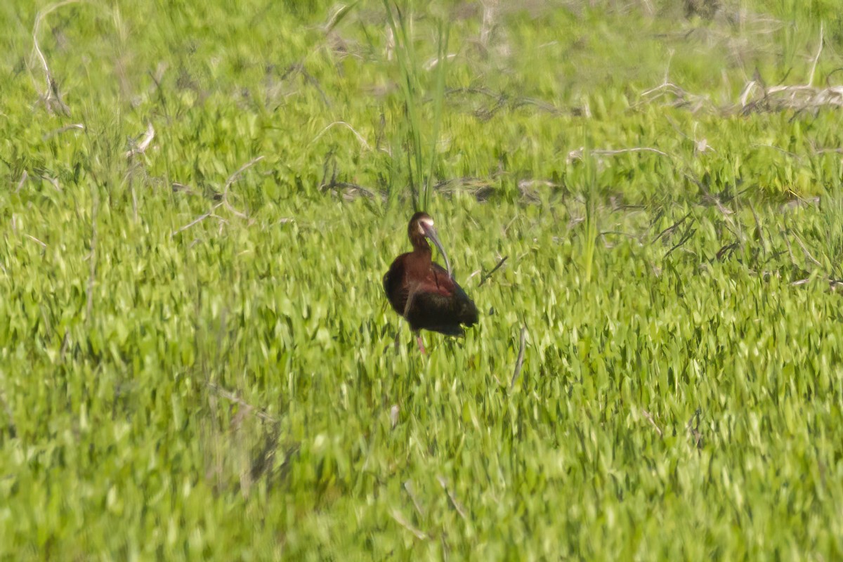White-faced Ibis - ML464903291