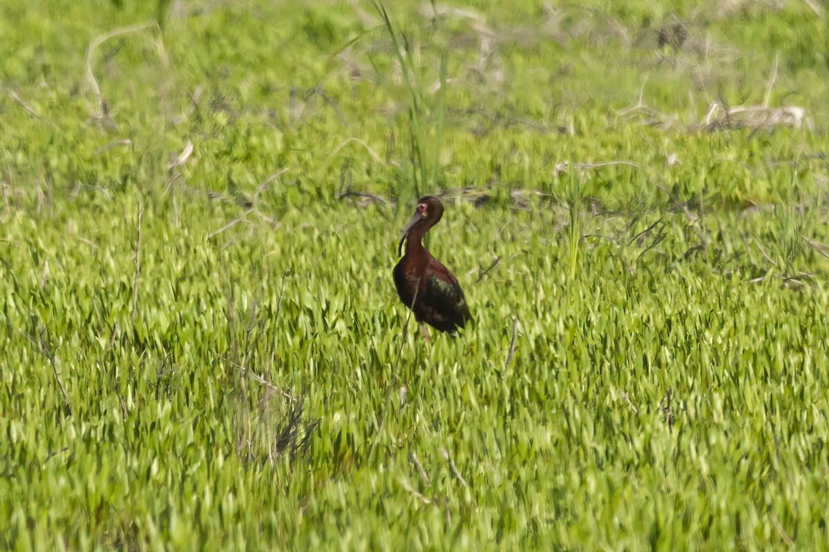 White-faced Ibis - ML464903301