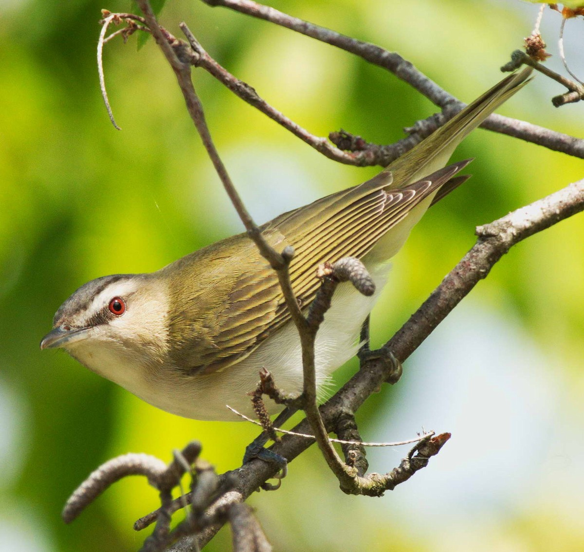 Red-eyed Vireo - DAB DAB