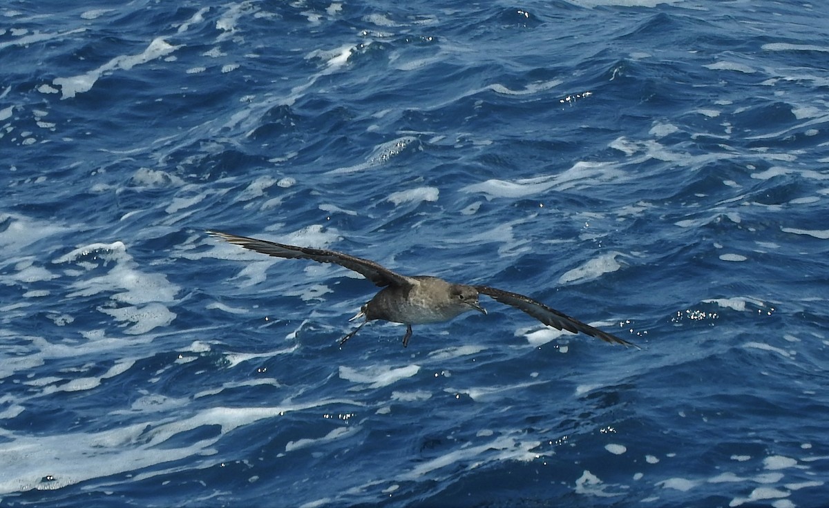 Balearic Shearwater - Marta Mesa Artabe