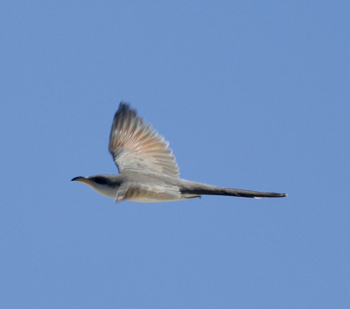 Yellow-billed Cuckoo - william tyrer