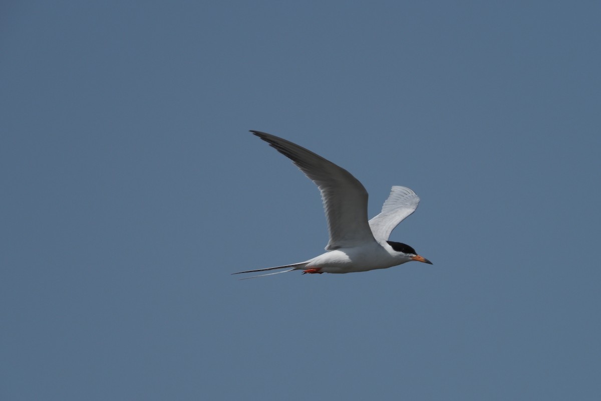 Common Tern - Beth Hill