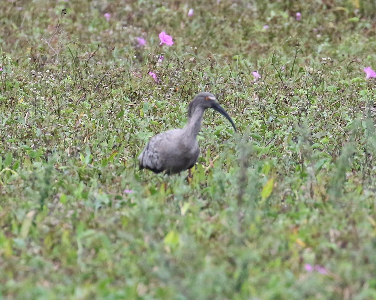 ibis běločelý - ML464907931