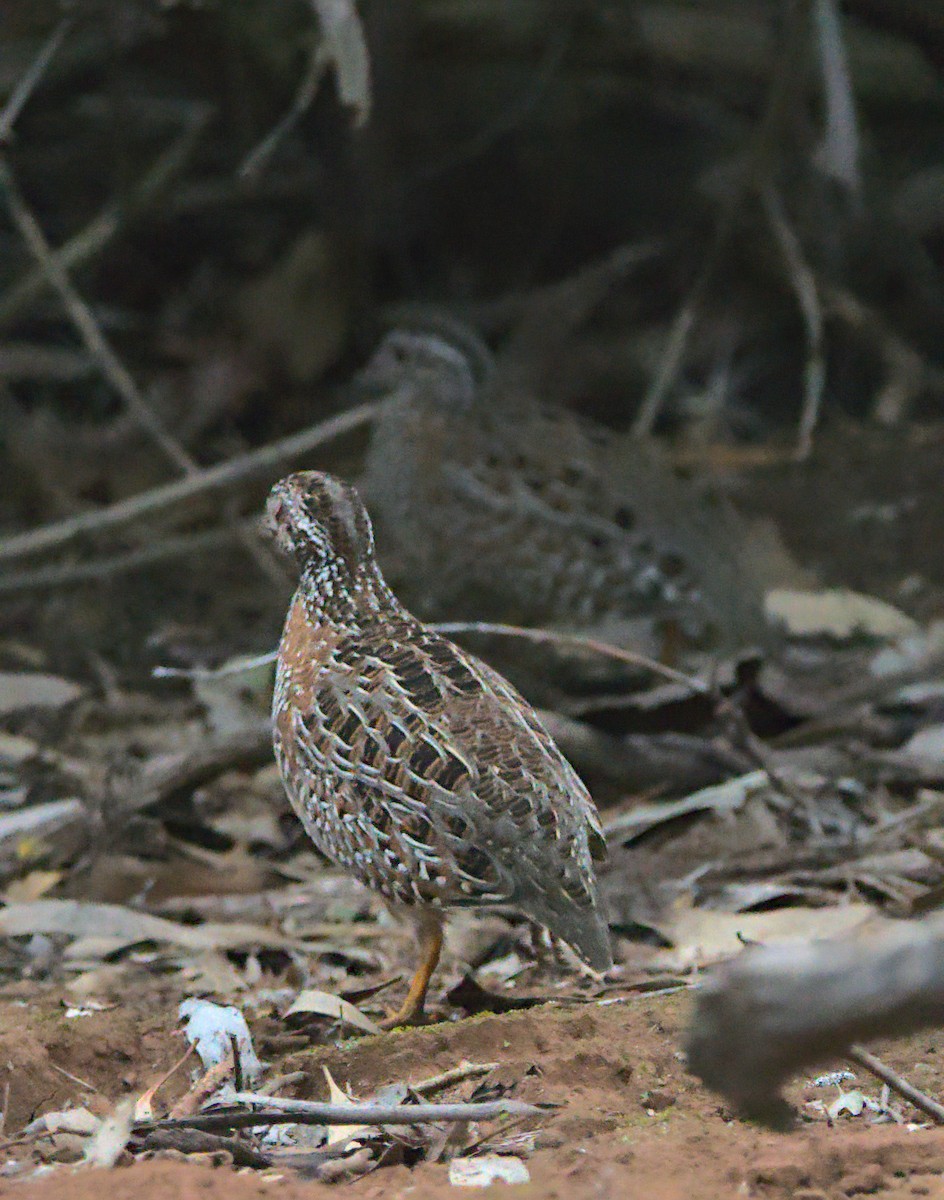 Painted Buttonquail - Nev Ball