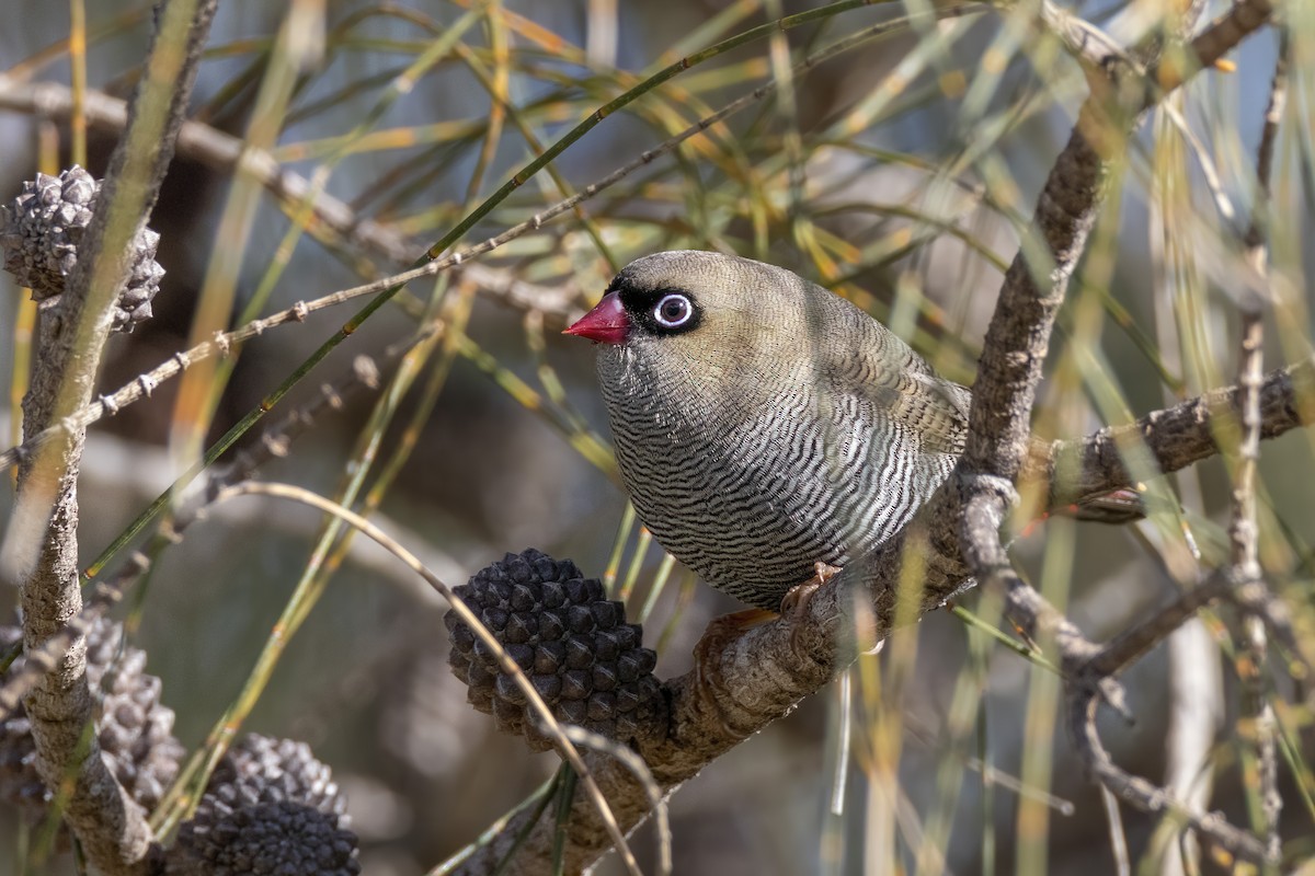 Beautiful Firetail - ML464908651