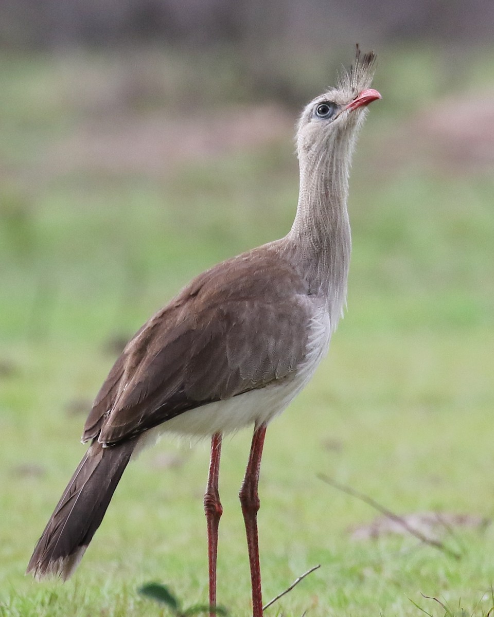 Red-legged Seriema - ML464908721