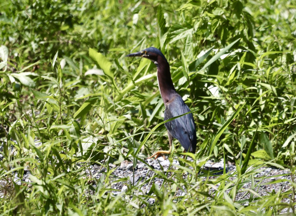 Green Heron - ML464908761