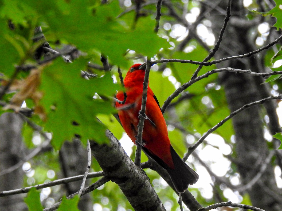 Scarlet Tanager - ML464908851