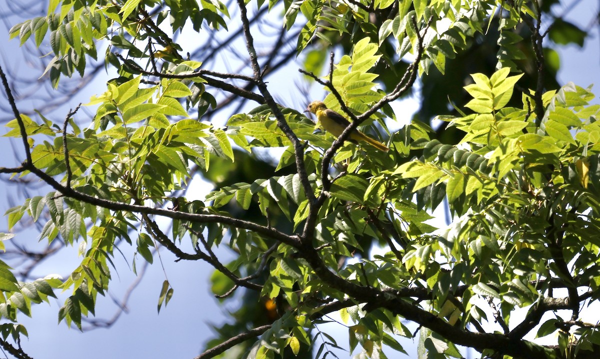 Oriole de Baltimore - ML464909011