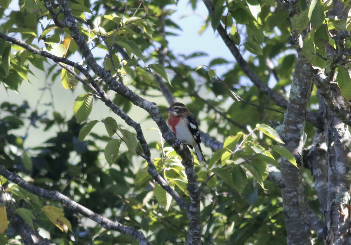 Rose-breasted Grosbeak - ML464909491