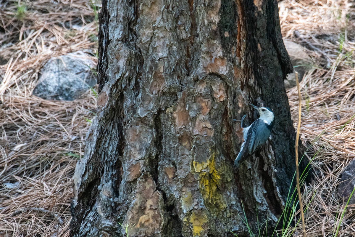 White-breasted Nuthatch - ML464909661