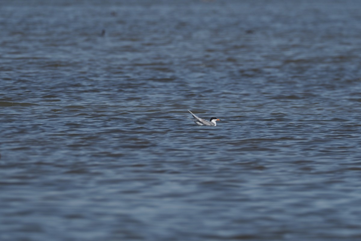 Common Tern - Beth Hill