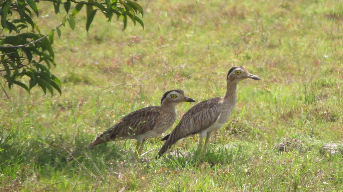 Double-striped Thick-knee - ML464910261