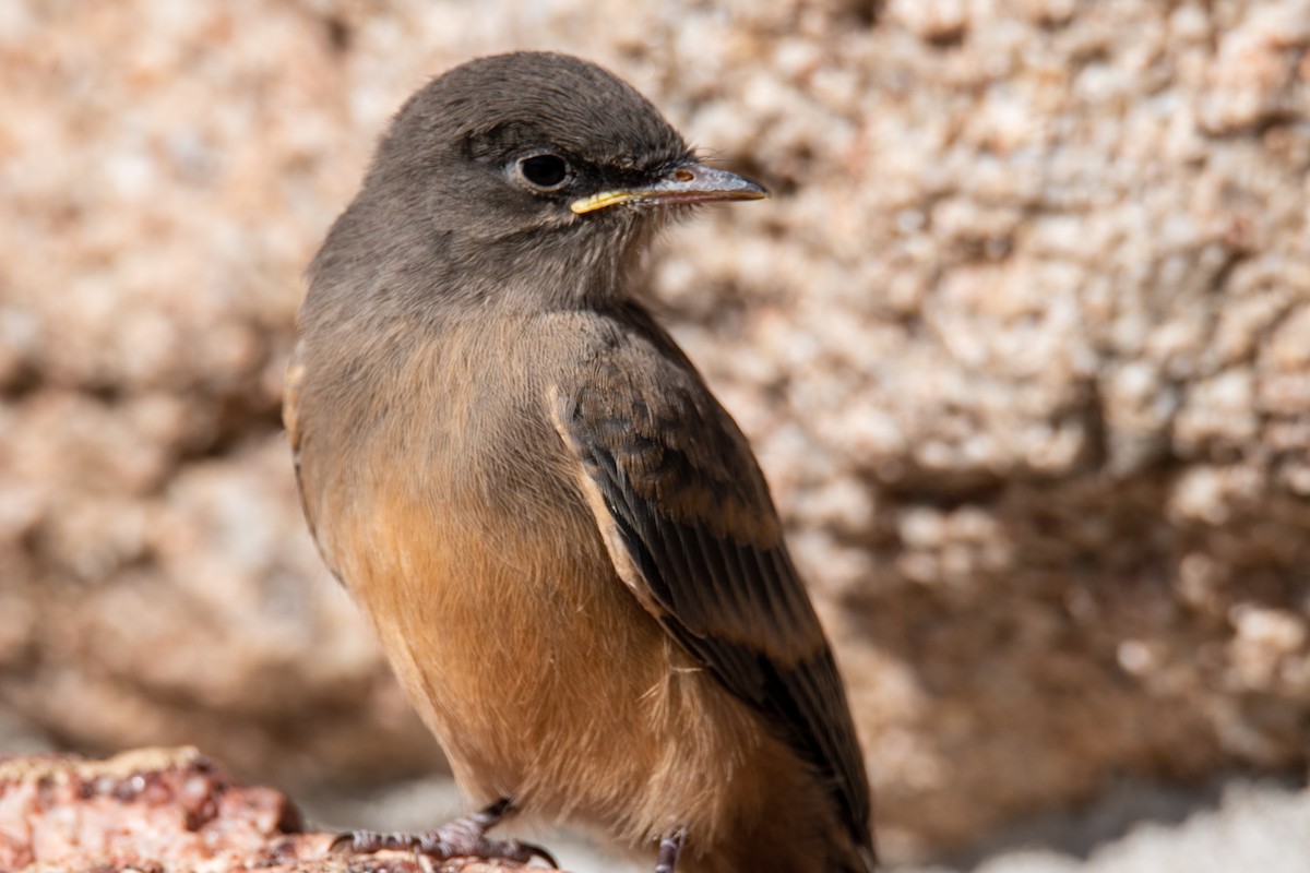 Say's Phoebe - ML464910451