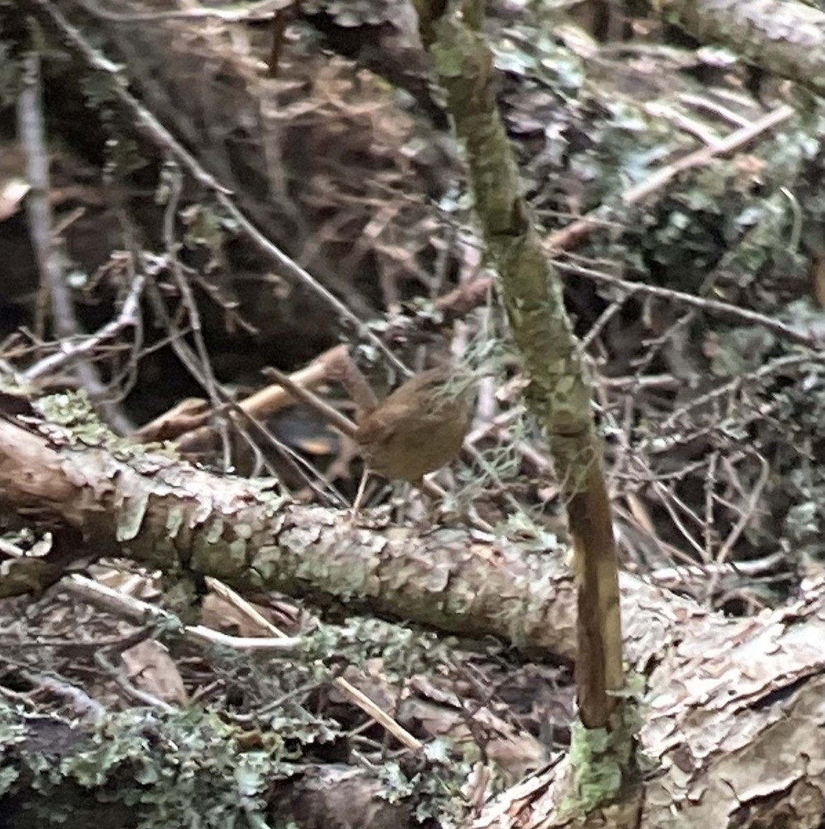 Pacific Wren - ML464910461