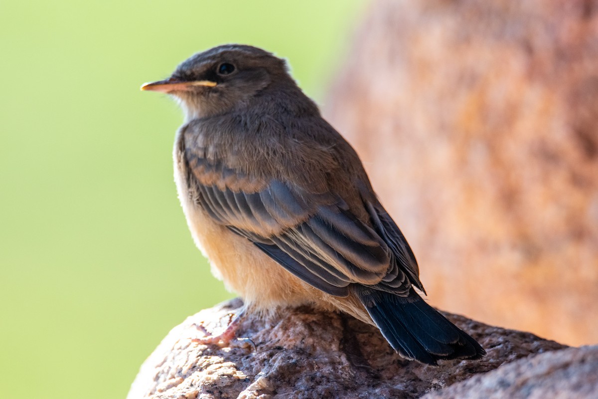 Say's Phoebe - ML464910691