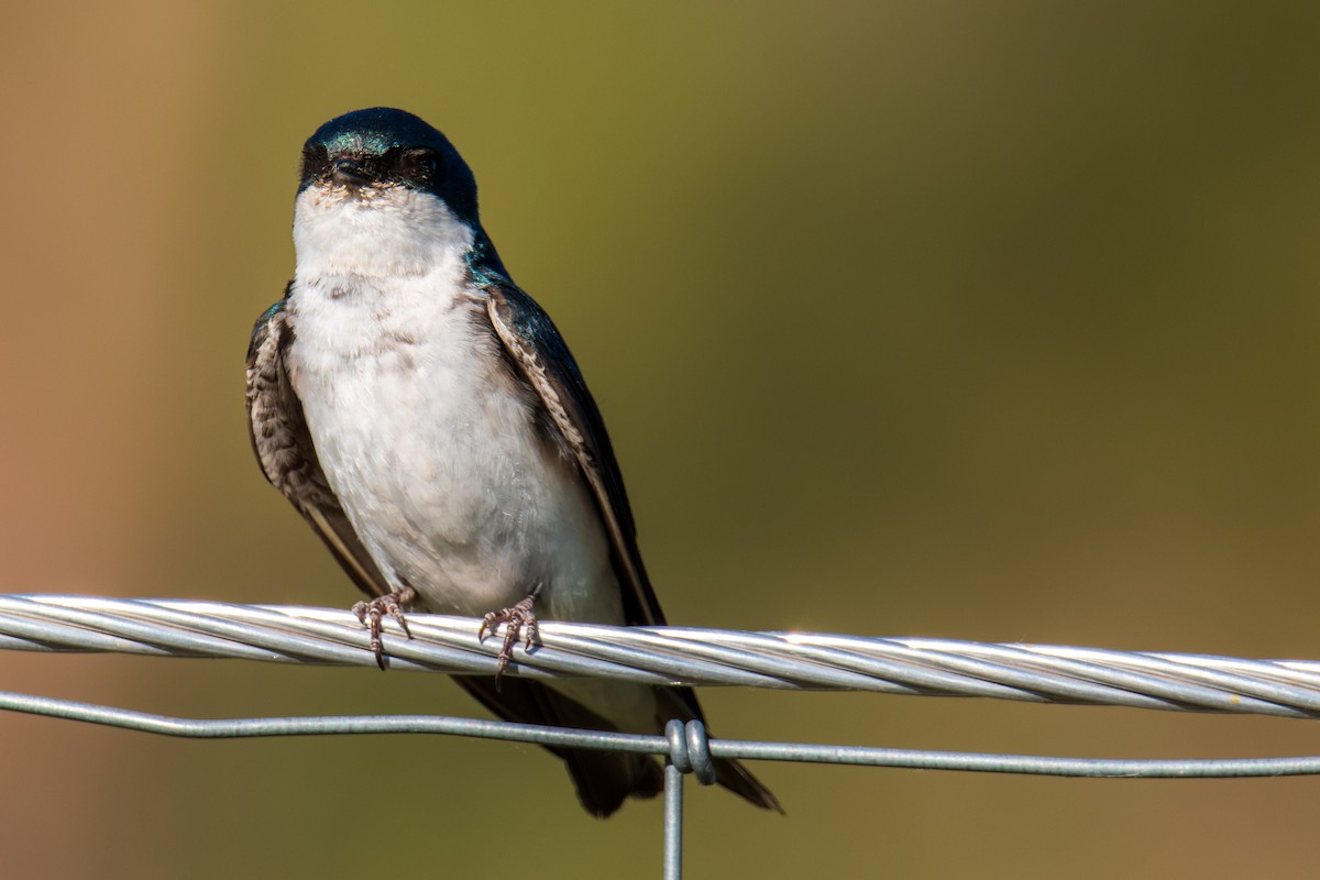 Golondrina Bicolor - ML464911081