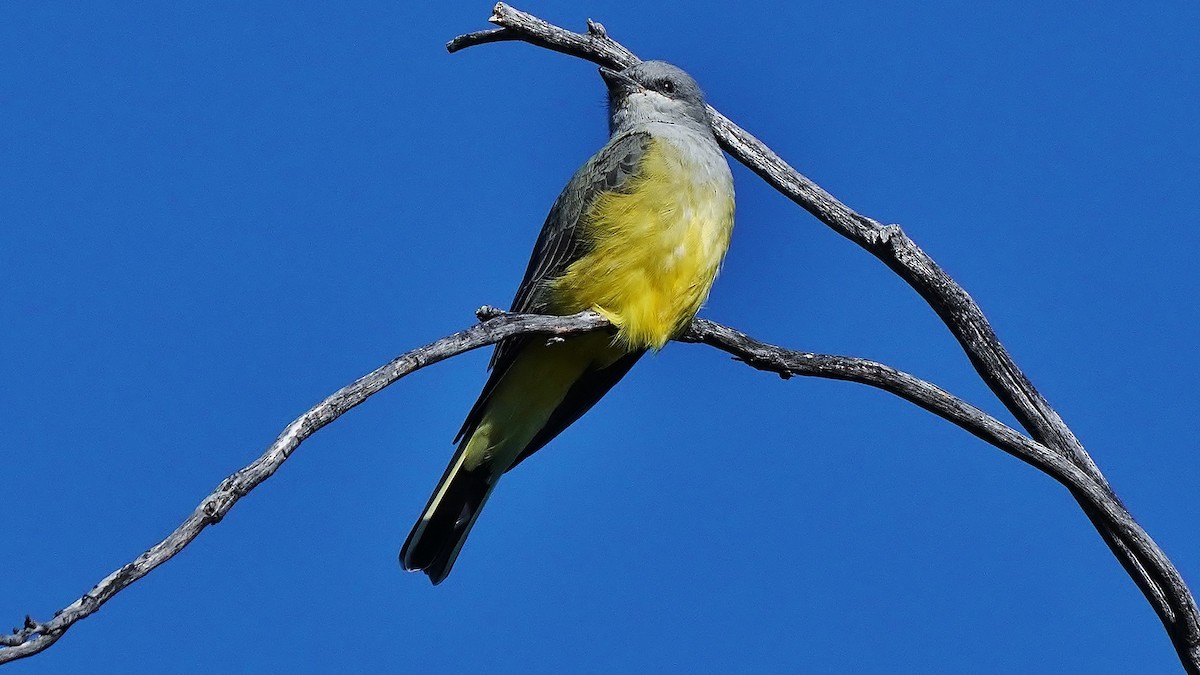 Western Kingbird - ML464911751