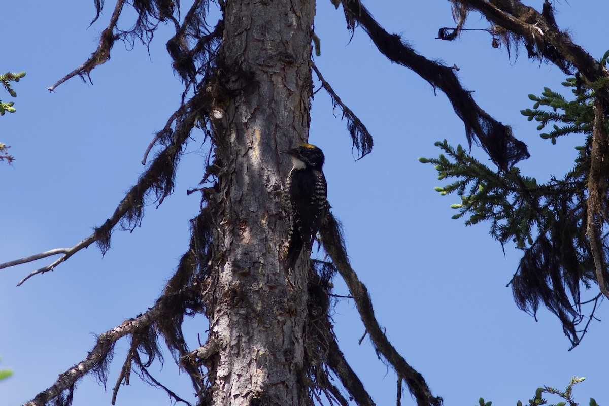 American Three-toed Woodpecker - ML464912061