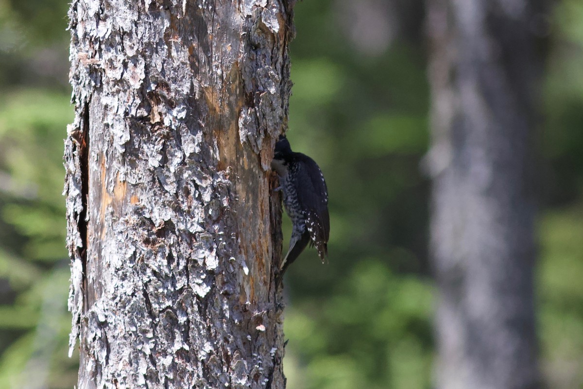 American Three-toed Woodpecker - ML464912081