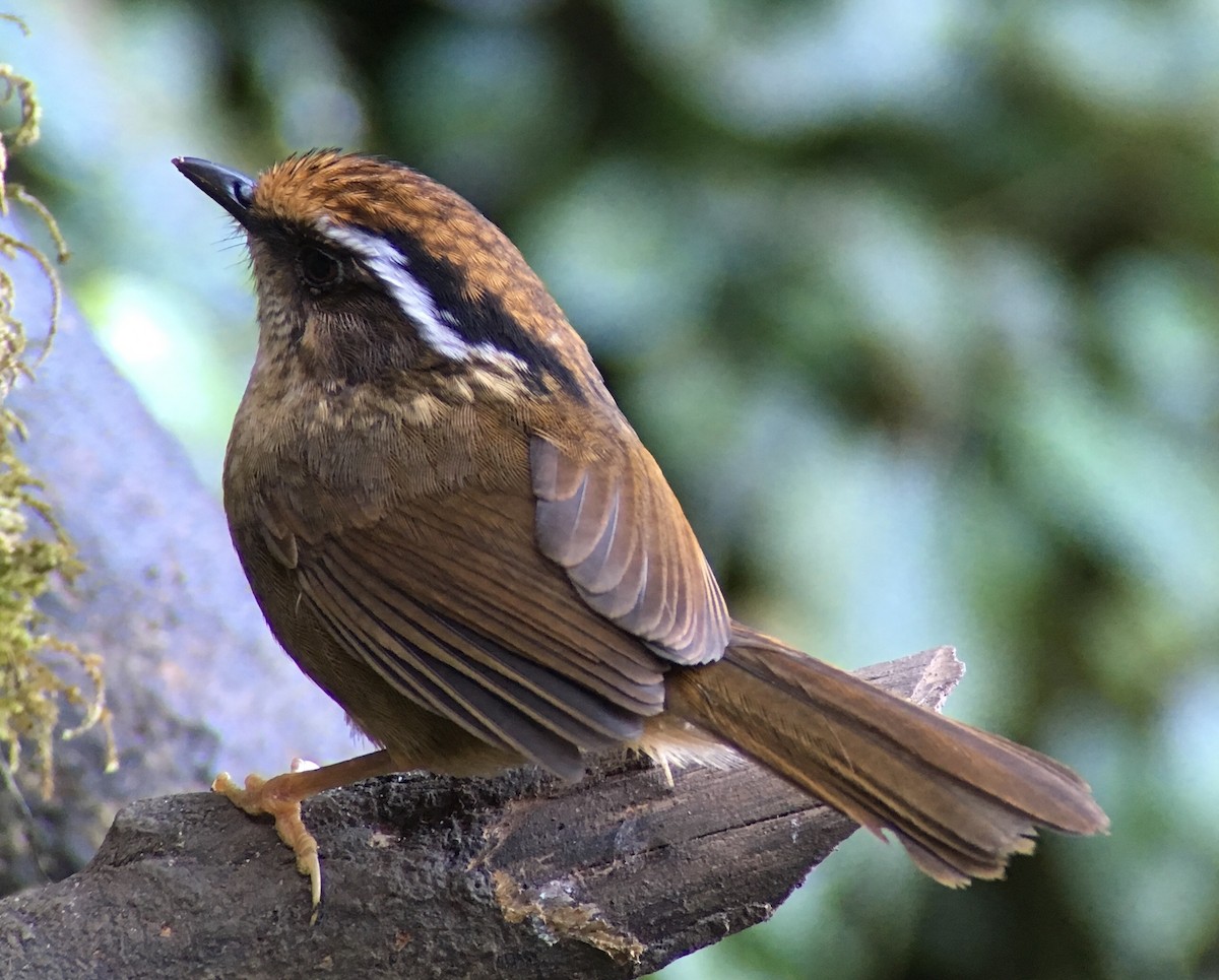 Rusty-capped Fulvetta - ML46491451