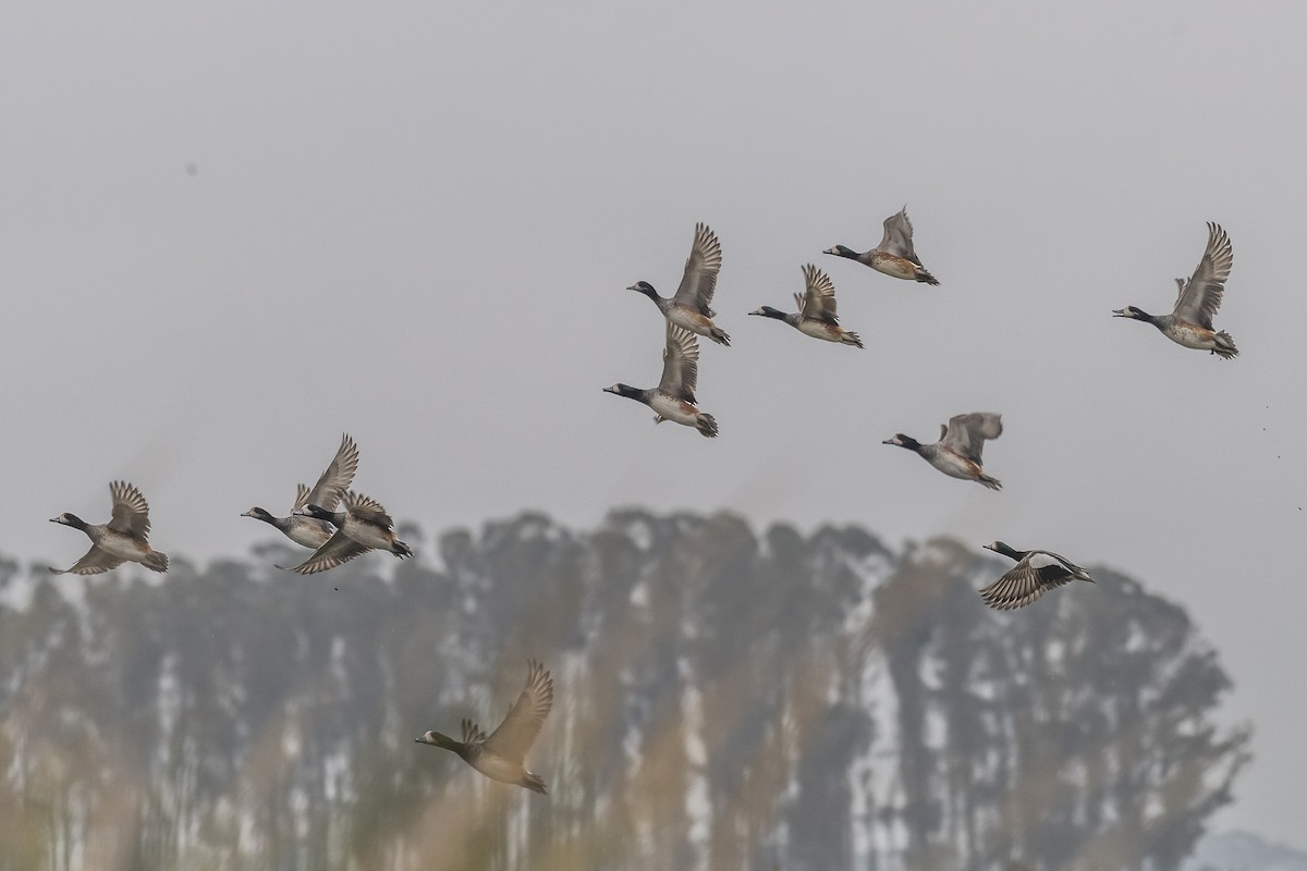 Chiloe Wigeon - Amed Hernández