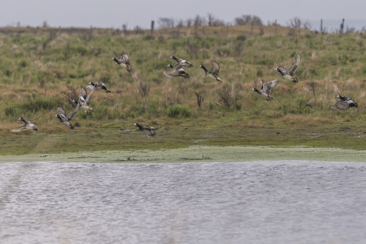 Chiloe Wigeon - ML464914531